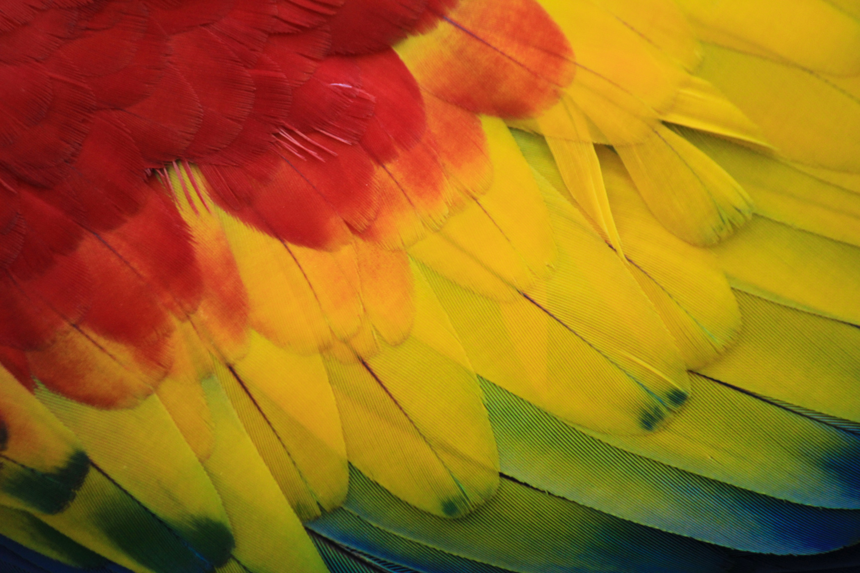 Macaw Parrot Feathers Detail