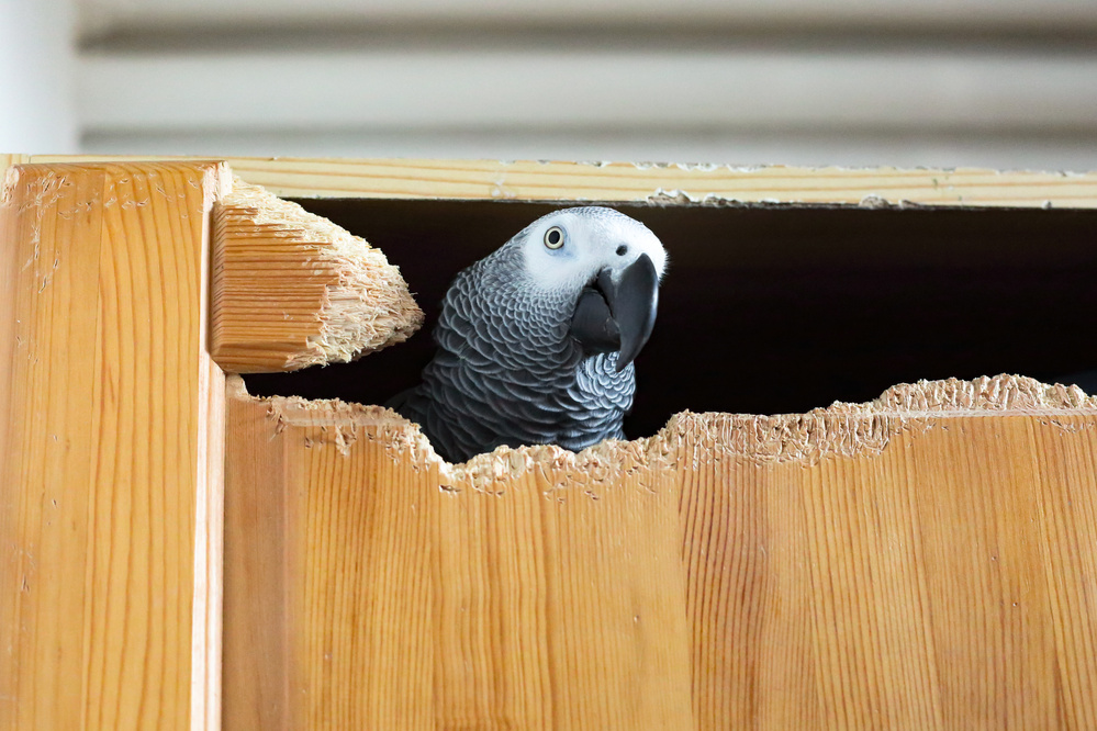 African grey parrot after chewing a wardrobe door