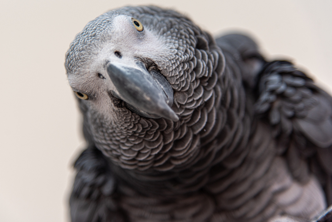 Close Up of a Parrot